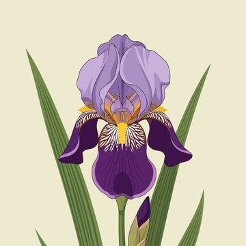 Vector botanical illustration of a purple iris flower with detailed lavender and dark violet petals, yellow bearded center, and green sword-shaped leaves on a cream background.