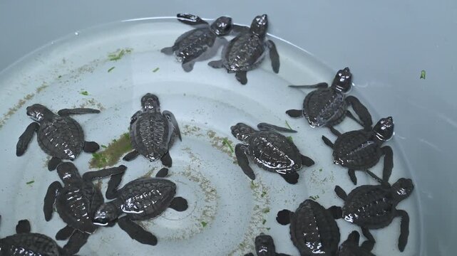 A group of hawksbill turtle hatchlings in a basin, ready to be released on Alue Naga Beach in Banda Aceh, Indonesia