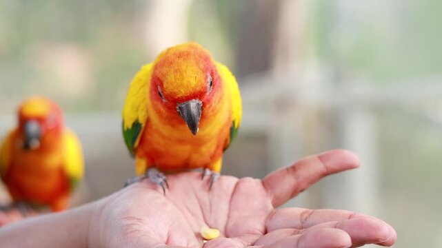 Sun conure parrot sitting on human hand eating corn kernels in bright outdoor environment.