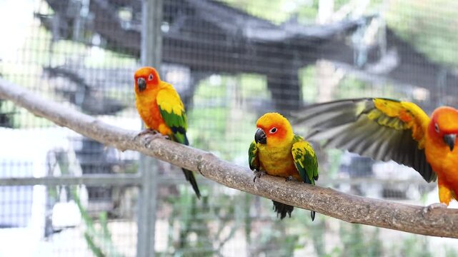 Three colorful sun conure parrots perch on a branch, one flying away and returning.