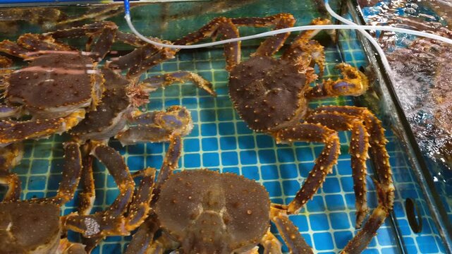 Closeup shots of fresh seafood, including king crabs in a tank