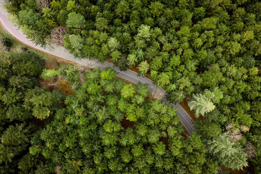 Aerial view of a winding asphalt road cutting through a dense coniferous forest with lush green trees Vallombrosa, Tuscany, Italy.