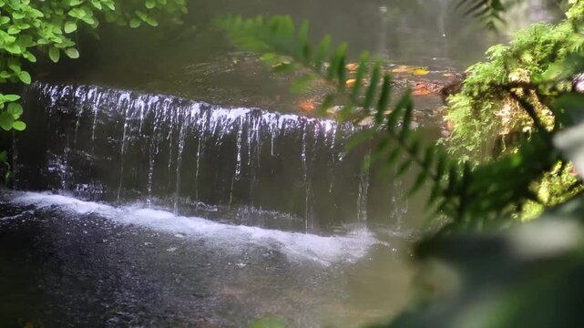 Small forest waterfall flowing over rock ledge in misty garden environment with green foliage.
