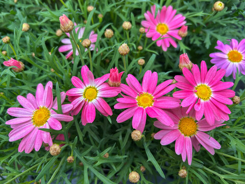 Argyranthemum Simba Peachy Pink