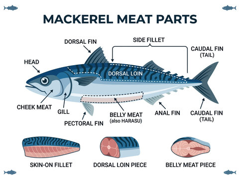 Diagram illustrating the different cuts and parts of mackerel fish meat for culinary purposes