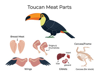 Fototapeta premium An Illustrated Guide to Toucan Meat Parts and Cuts, Featuring a Diagram of the Carcass