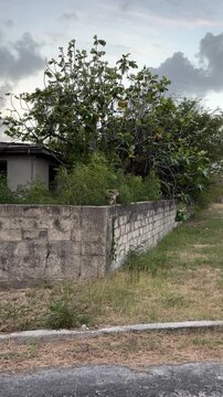 Group of vervet monkeys jumping along wall in tropical setting, 9:16 vertical