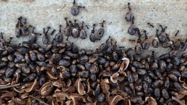 A close-up reveals a group of ants hauling a husked Ricinus communis seed (castor bean), the seed gripped in their strong jaws as they carry it to store for the coming winter.