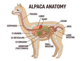 Fototapeta premium Anatomical illustration of an alpaca's digestive system, showcasing internal organs and their locations within the animal's body