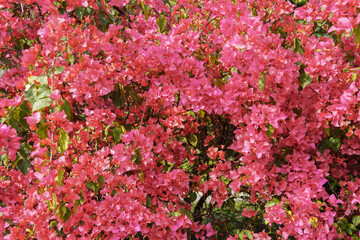 Obraz premium Blooming red bougainvillea bed in garden as floral background. Bright continual flowering dwarf crimson bougainvillea. Used as urban beach and park decorative shrub, street hedge, clipped or unclipped