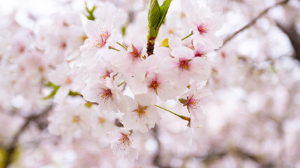 Naklejka premium Close up Delicate white cherry blossoms in full bloom cluster on a branch, soft pink centers and golden stamens glowing against a dreamy blurred background