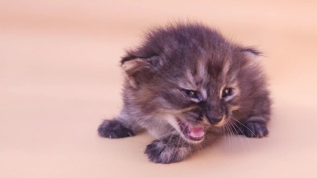 A very young black kitten is seen meowing with its eyes half-open. Taken in soft lighting and against a plain background, it highlights the details of its fine fur and playful expression.