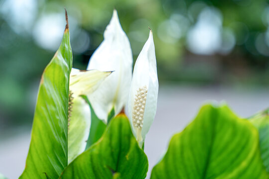 Several white spathiphyllum peace lily flowers with broad green leaves bloom in an outdoor garden setting with a soft blurred green background, creating a fresh natural botanical scene