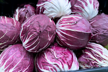 Fototapeta premium Fresh purple radicchio cabbage heads close-up at market, organic vegetable food concept, healthy Italian ingredient, colorful produce.