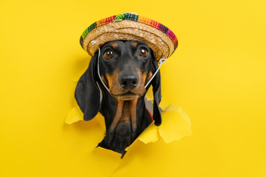 Dachshund dog with colorful sombrero hat through torn yellow paper, festive Mexican fiesta pet humor, fun animal costume concept.