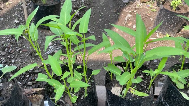 Ipomoea aquatica thriving in a garden bed, lush green leaves growing in natural light, healthy water spinach plant with fresh organic growth in outdoor setting.