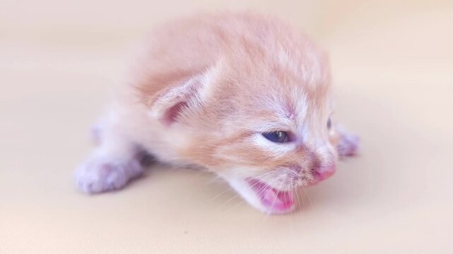 A very young orange kitten is seen meowing with its eyes half-open. The soft lighting and plain background highlight the details of its fine fur and playful expression.