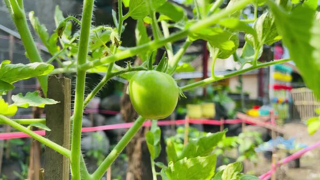 Solanum lycopersicum growing in a garden, fresh green tomato plant thriving in sunlight, healthy organic crop with natural outdoor cultivation and vibrant growth.