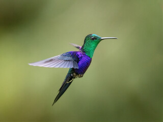 Fototapeta premium Colorful Crowned Woodnymph Hummingbird Hovering in Mid Air