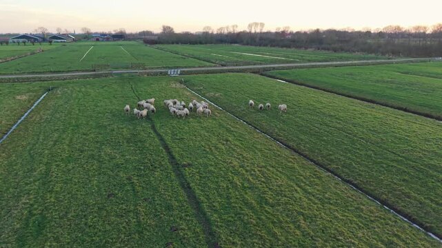 Flock Assembled In Polder Landscape. Sheep Congregate Across Broad Polder Under Evening Glow. An Expansive Polder Field Features Sheep Gathering Around Drainage Grid During Sunset