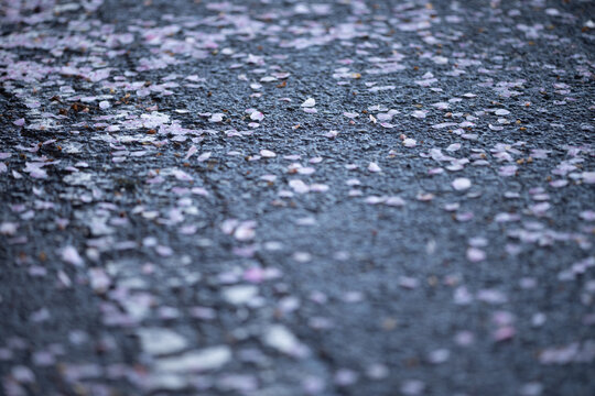 雨でぬれた道に桜の花びら