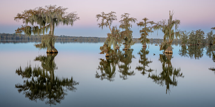 Cypress Trees Reflecting in Calm Water at Sunrise