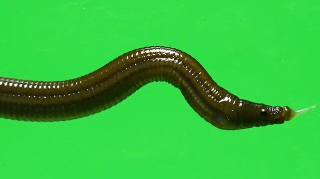 A dark brown segmented leech with a pale head on a vibrant green background.