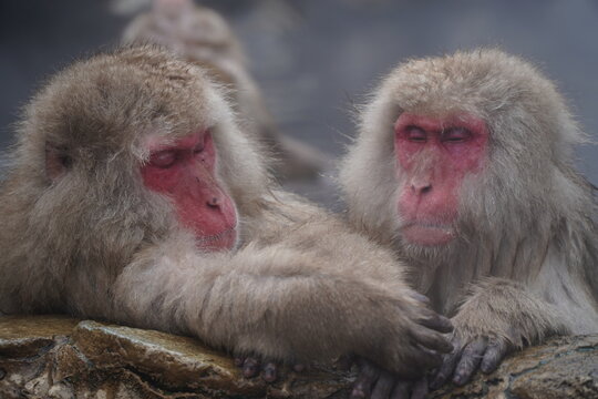Japanese snow monkeys relax in a natural hot spring at Jigokudani, soaking in warm water while surrounded by cold winter air and rising steam