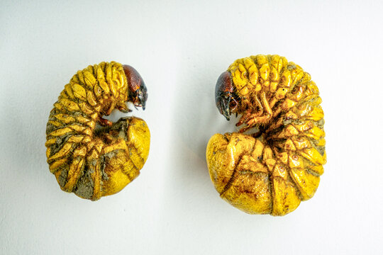 Two Amazonian Beetle Larvae Known as Mojojoy or Chontacuro on White Background - Exotic Gastronomy and Edible Insects