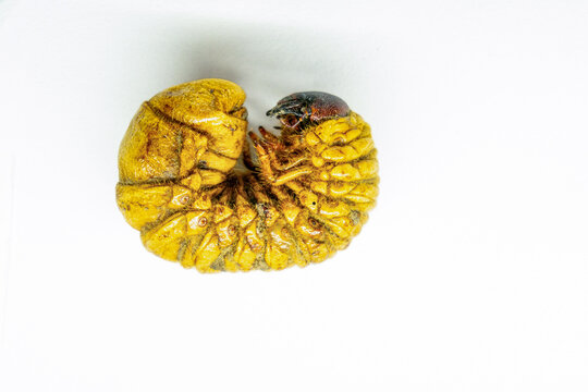 Amazonian Beetle Larva Known as Mojojoy or Chontacuro on White Background - Exotic Gastronomy and Edible Insects
