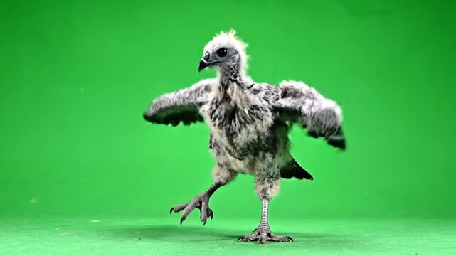 A young bird chick with developing feathers stands on one leg with wings spread against a green screen.