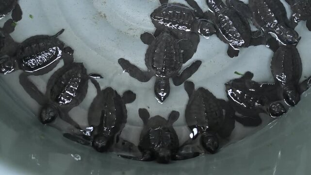 Release of olive ridley sea turtle hatchlings (Lepidochelys olivacea) at Lampuuk Beach, Aceh, Indonesia