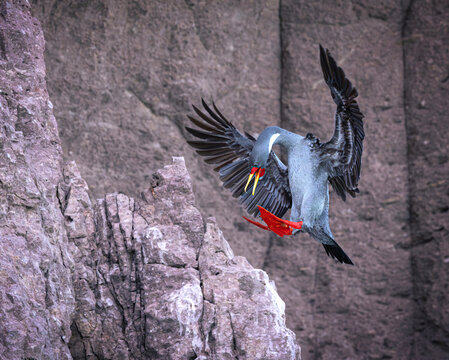 Cormoran gris aterrizando en el nido sobre acantilados