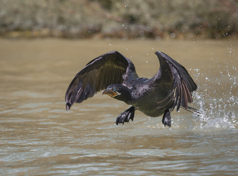 Cormor&aacute;n negro despegando