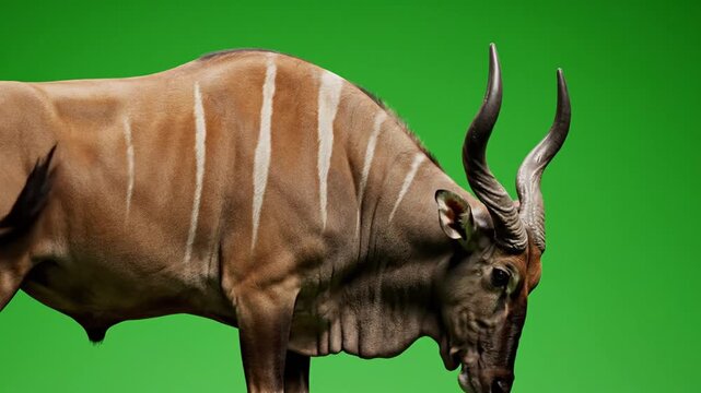 Close-up of a large Eland antelope with distinctive stripes and horns against a vibrant green screen background.