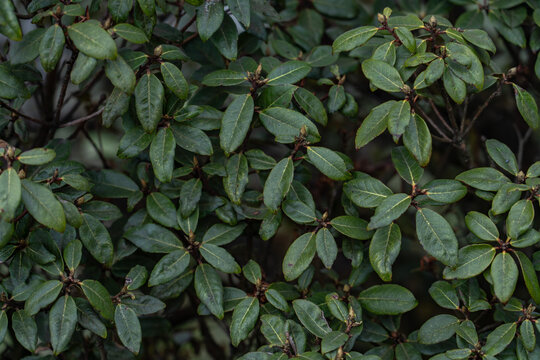 Rhododendron ( rhododendra) is a very large genus of about 1,024 species of woody plants in the heath family (Ericaceae). Jinding is the main peak of Mount Emei. Sichuan Province, China.