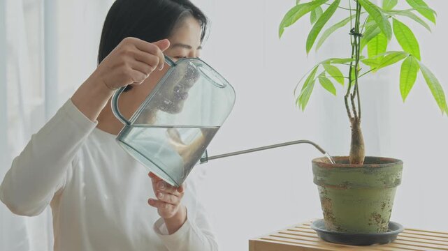 観葉植物に水をやる女性