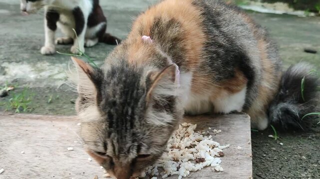 Cat eating food outdoors