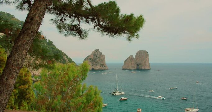 Pine tree framing famous Faraglioni sea stacks and boats on water in Capri in Italy