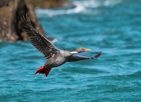 Cormor&aacute;n gris volando