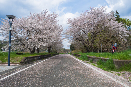 つくば霞ヶ浦りんりんロード・雨引休憩所・散り始めの桜とオートバイ・日本の春