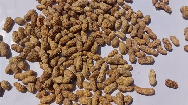 Pile of dried peanuts in shells, a healthy snack and ingredient for various cuisines