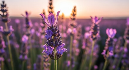 Obraz premium Lavender field at sunset with golden light