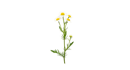 Fototapeta premium Blooming feverfew chamomile flower isolated on black background displaying white petals and vibrant yellow centers in studio shot