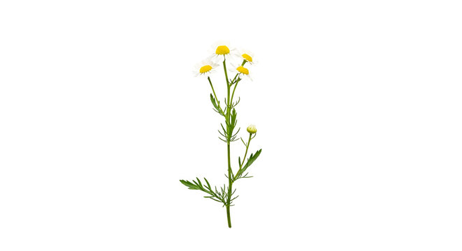 Blooming feverfew chamomile flower isolated on black background displaying white petals and vibrant yellow centers in studio shot