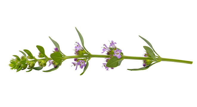 Blooming hyssop twig with purple flowers isolated on black backdrop aromatic herb for culinary and medicinal use studio shot