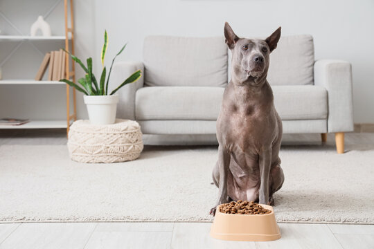 Cute Thai ridgeback dog sitting near bowl with dry food in living room