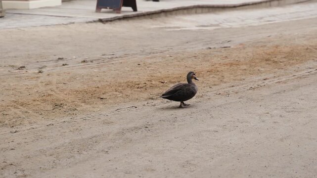 A lone duck waddles across a sandy path with a blurred background in this medium shot footage.