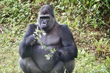 Large silverback Gorilla with expression, eating shoots and leaves, sitting upright. © Joseph
