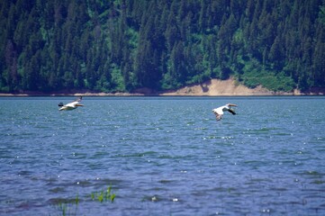 Naklejka premium Two Pelicans in flight over Palisades Lake with forest backdrop 